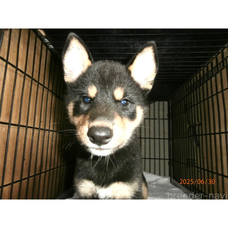 販売中の大阪府の柴犬-391652の2枚目